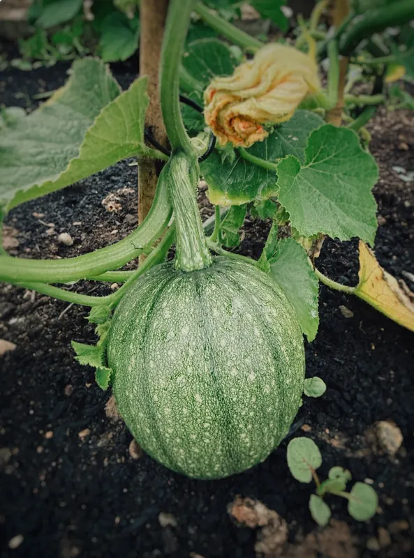 A green pumpkin ripening in the garden