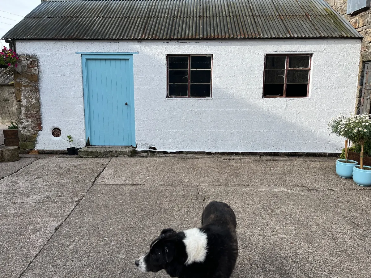 The new roof on the white shed, with a sheepdog in the yard