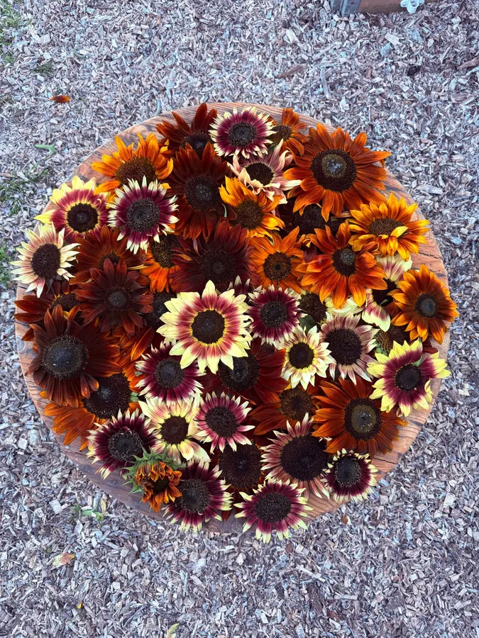 Sunflower heads on a wooden table